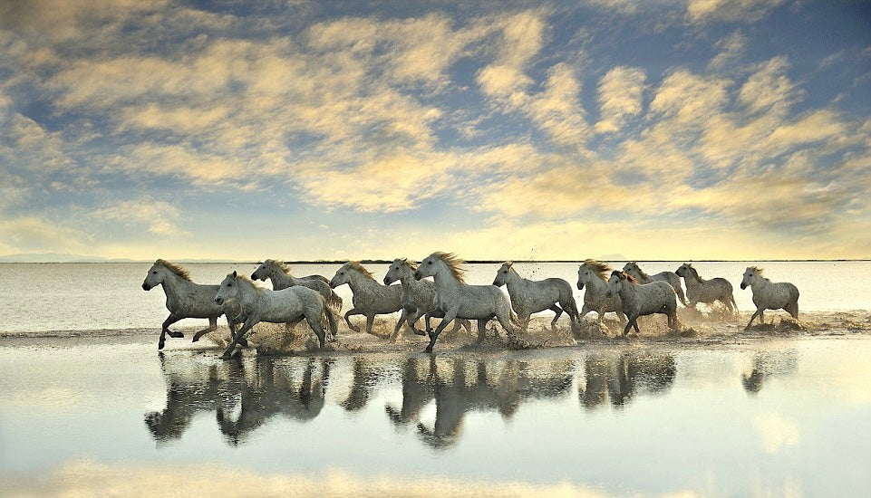 White Horses of Camargue, The Wild Magical Creatures of France